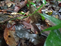 Rhinella margaritifera
