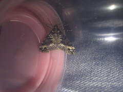 Geometridae