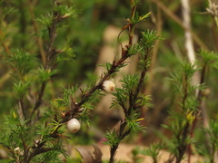 Margyricarpus pinnatus