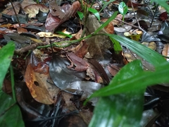 Rhinella margaritifera