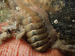 Onithochiton neglectus