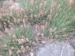 Plantago maritima