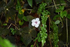 Episcia sphalera