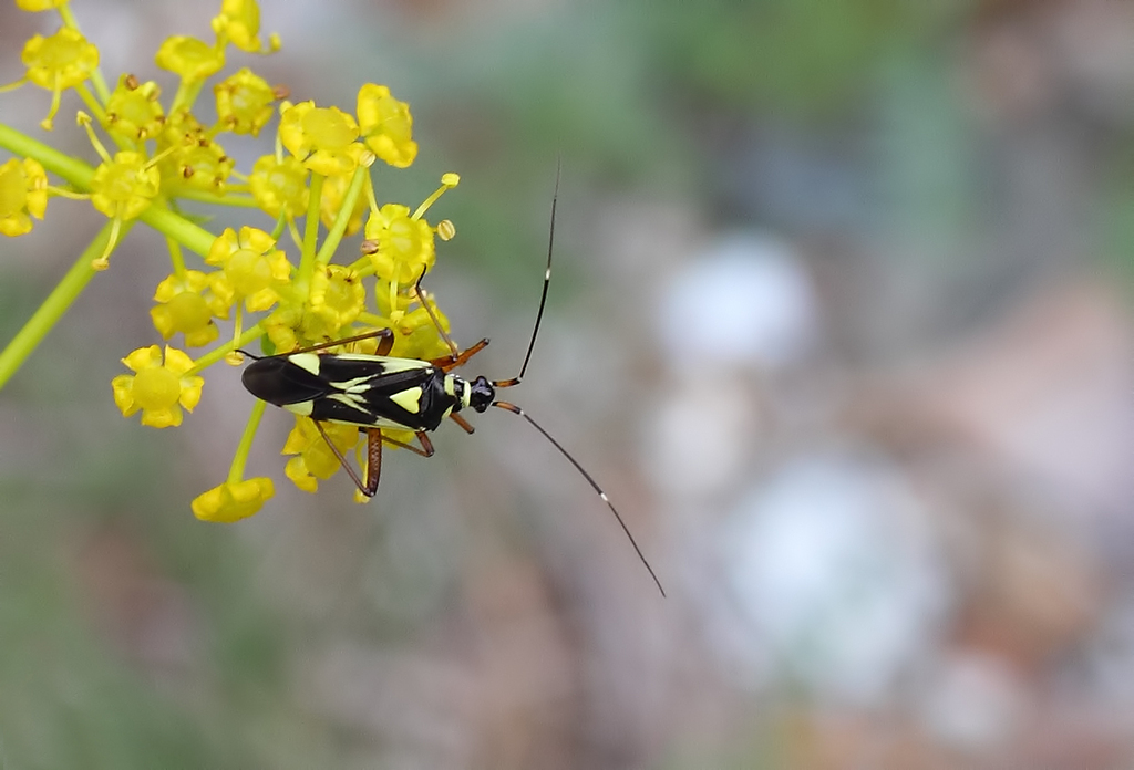 Grypocoris