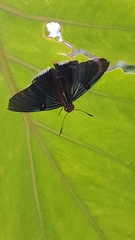 Phocides polybius