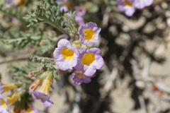 Phacelia bicolor