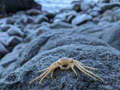 Grapsus