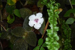 Episcia sphalera