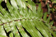 Blechnum camfieldii