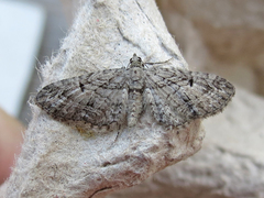 Eupithecia interruptofasciata