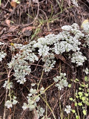 Acmispon argophyllus