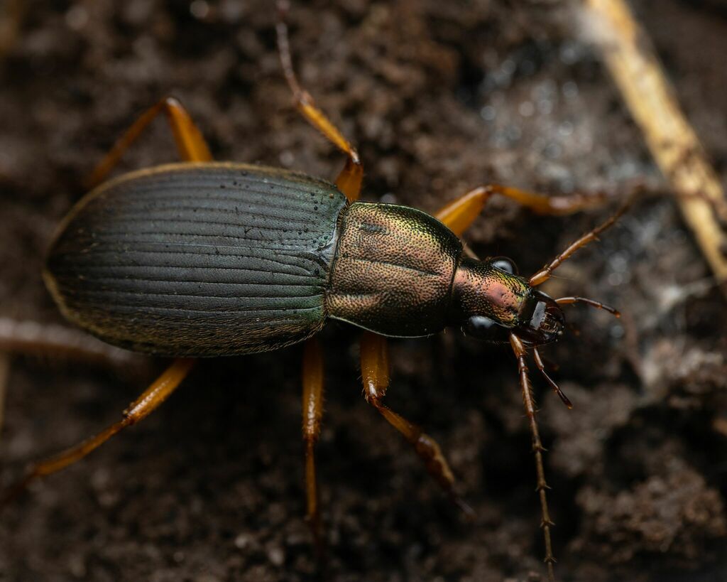 Summer Harp Ground Beetle