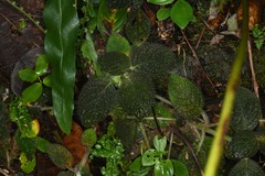 Episcia sphalera