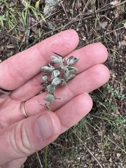 Acmispon argophyllus