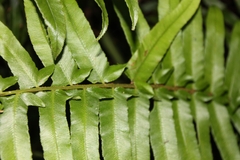 Blechnum camfieldii