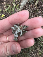 Acmispon argophyllus
