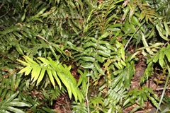 Blechnum camfieldii