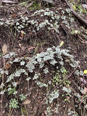 Acmispon argophyllus