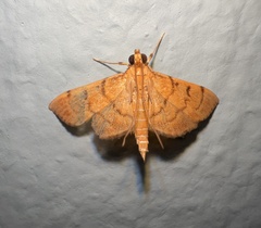 Orphanostigma haemorrhoidalis