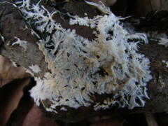 Steccherinaceae
