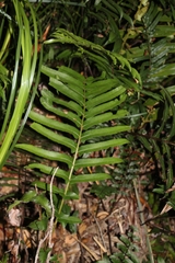 Blechnum camfieldii