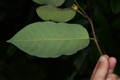 Annona exsucca
