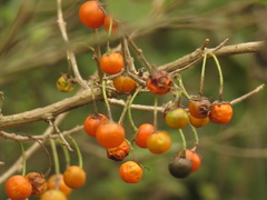 Lycianthes lycioides