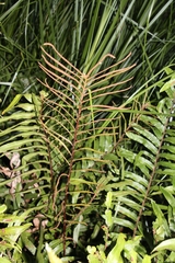 Blechnum camfieldii