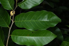 Annona exsucca