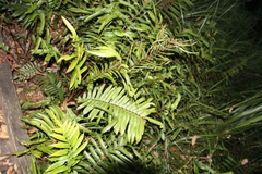 Blechnum camfieldii