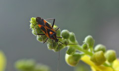 Grypocoris syriacus