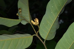 Annona exsucca