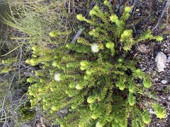 Campylostachys cernua