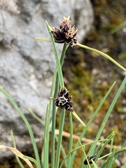 Juncaceae