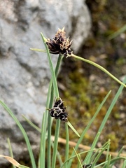 Juncaceae