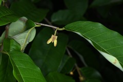 Annona exsucca