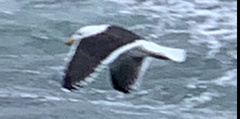 Larus marinus