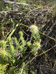 Campylostachys cernua