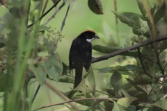 Atlapetes leucopterus