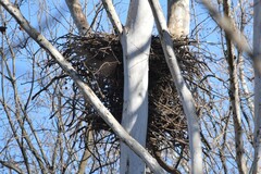 Haliaeetus leucocephalus