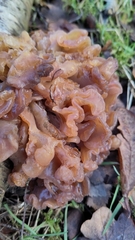 Phaeotremella frondosa