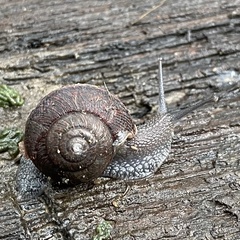 Helminthoglypta nickliniana