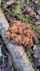 Phaeotremella frondosa