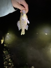 Lepomis gulosus