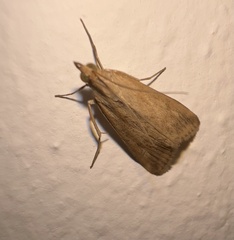 Pyraustini