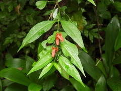 Justicia brasiliana
