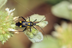 Grypocoris syriacus