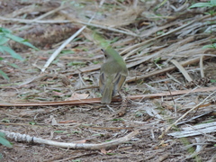 Pachycephala pectoralis contempta