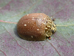 Paropsis aegrota