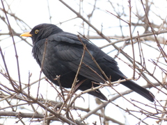 Turdus merula